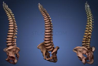 3D модель Человеческий Скелет 2 (STL)